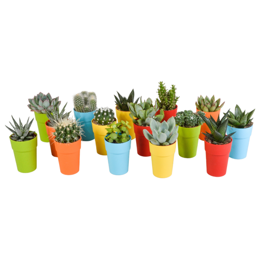 Cactus en vetplanten mix 15 stuks in gekleurde 5,5 cm plasticpot